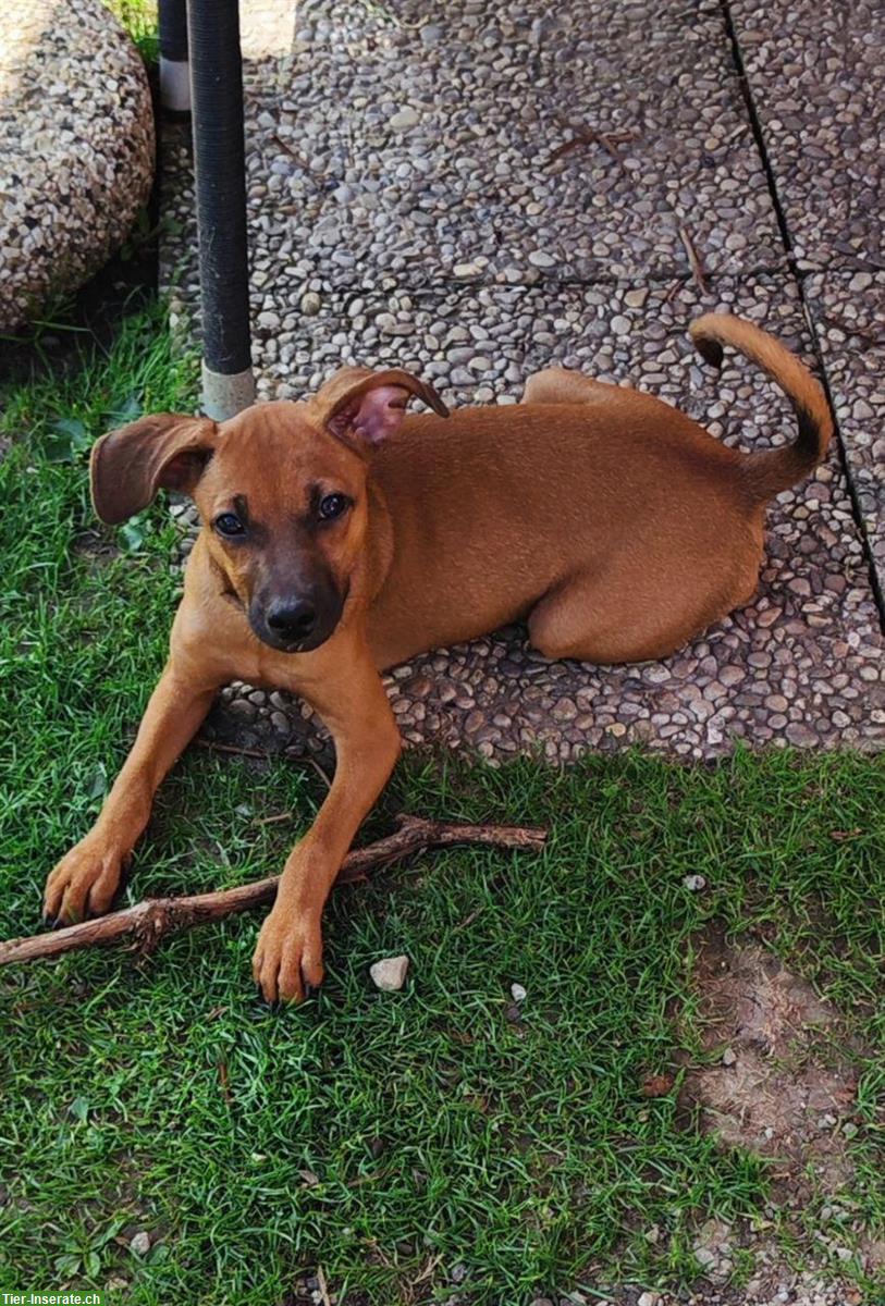 Bild 3: Zwergpinscher Welpe Sayka darf ausziehen