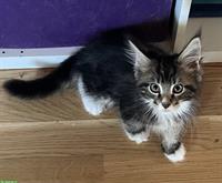 Maine Coon Kitten mit Stammbaum