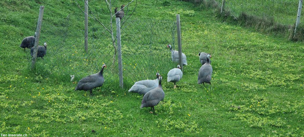 Perlhuhn Küken zu verkaufen