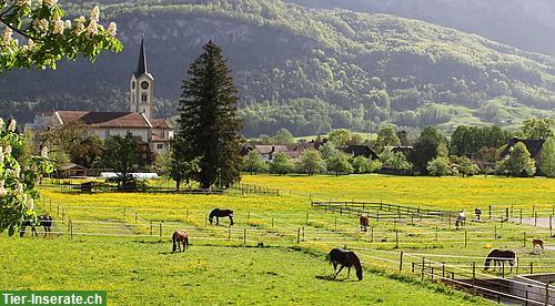 Bild 5: Kleine Fohlen Aufzucht / Zuchtstutenplätze