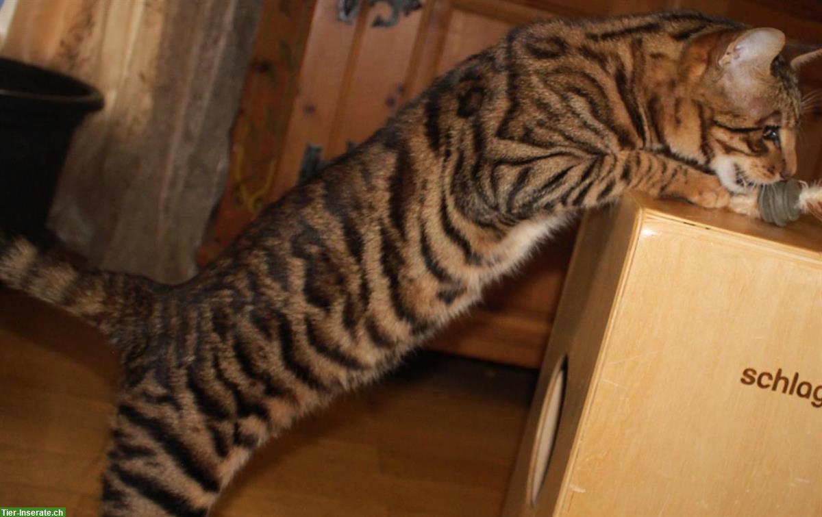 Bild 2: Reinrassige Toyger Kitten, mit Stammbaum zu verkaufen