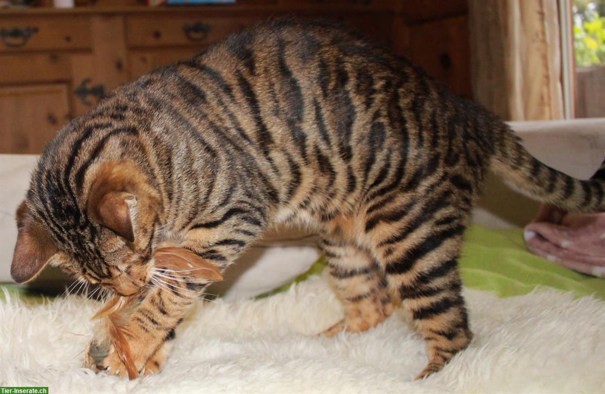 Bild 3: Reinrassige Toyger Kitten, mit Stammbaum zu verkaufen