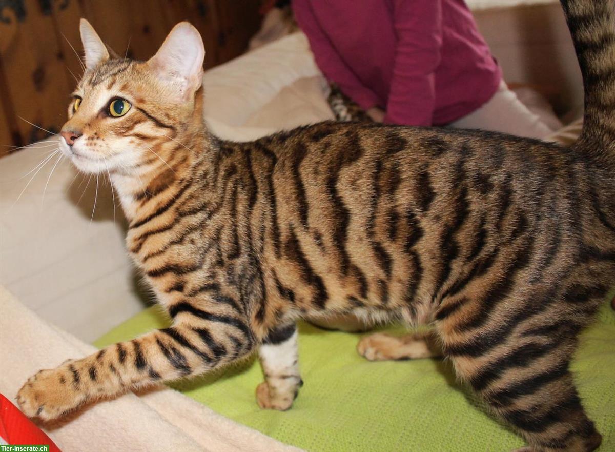 Bild 4: Reinrassige Toyger Kitten, mit Stammbaum zu verkaufen