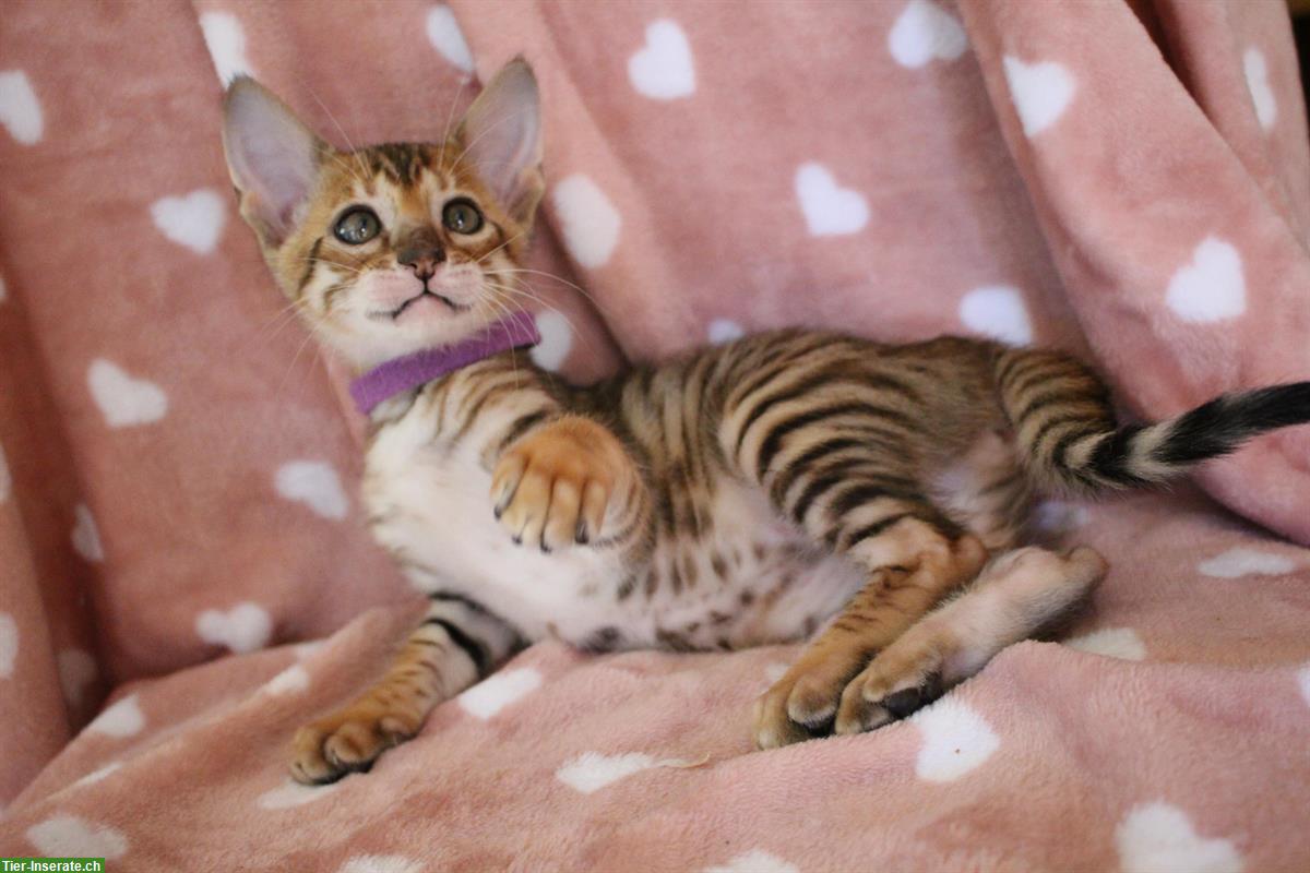 Bild 6: Reinrassige Toyger Kitten, mit Stammbaum zu verkaufen