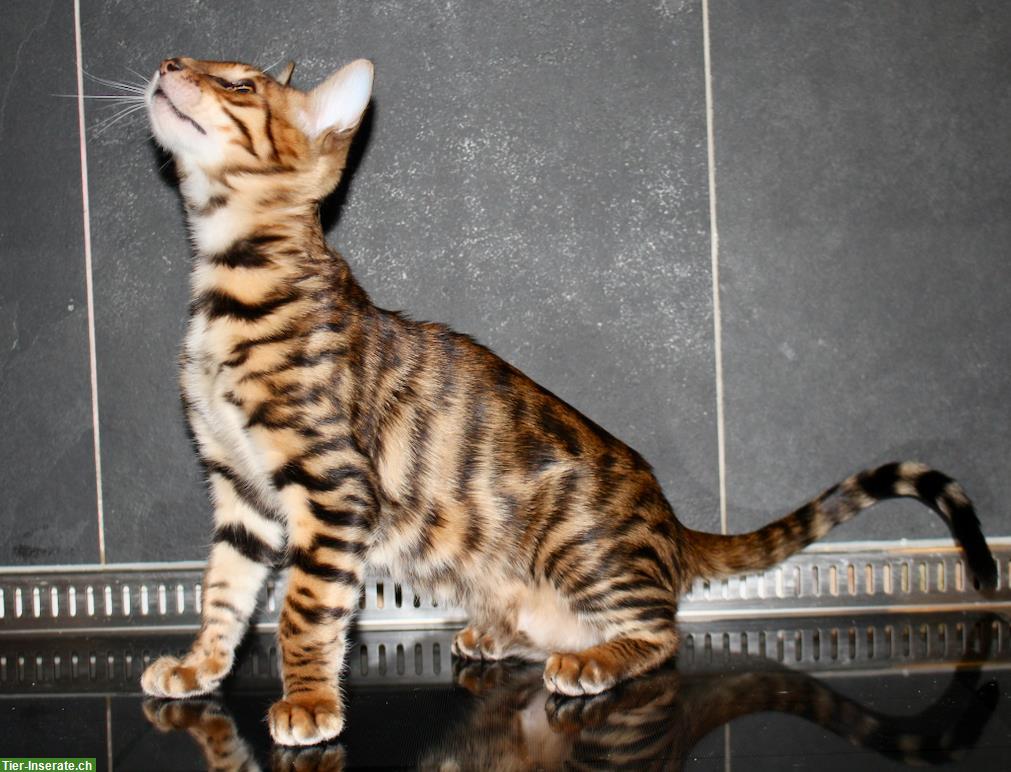 Bild 8: Reinrassige Toyger Kitten, mit Stammbaum zu verkaufen