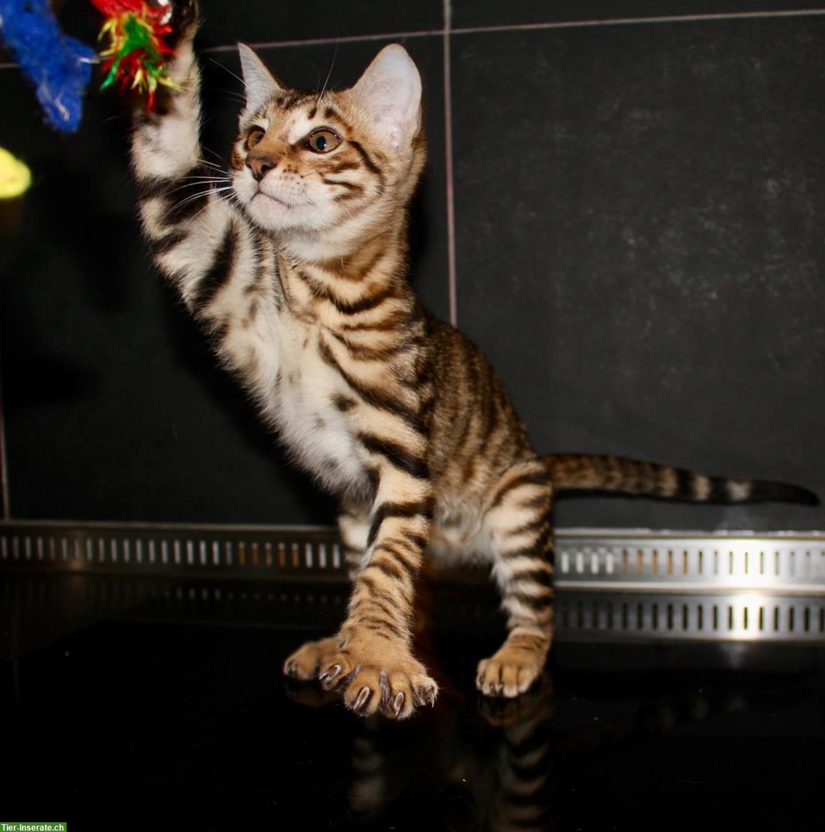 Bild 9: Reinrassige Toyger Kitten, mit Stammbaum zu verkaufen