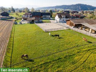 1-4 Auslaufboxen an Selbstversorger zu vermieten, 6218 Ettiswil LU