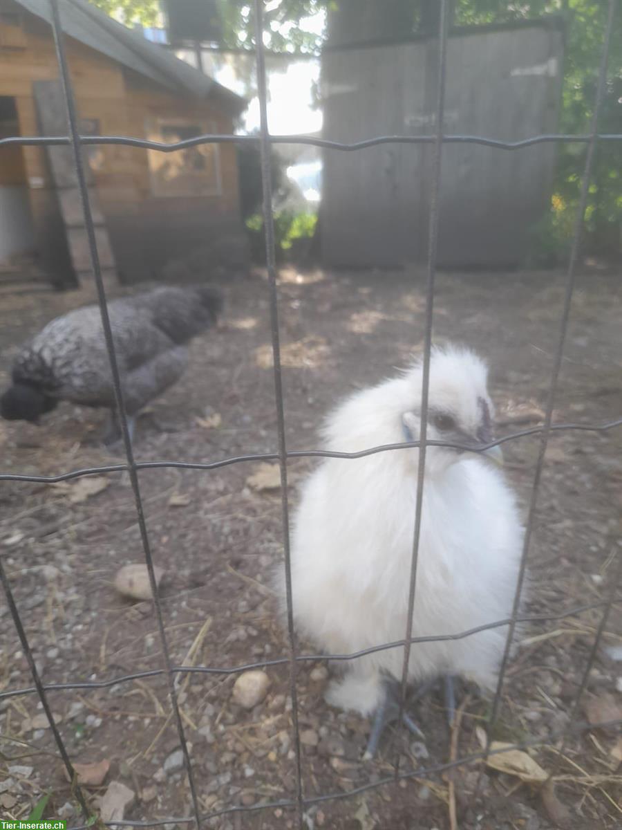 Junger Seidenhuhn Hahn, weiss aus Naturbrut