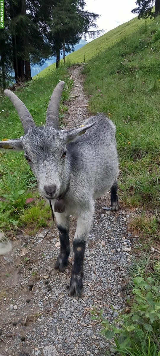 Capra Grigia Ziegenbock, nicht kastriert