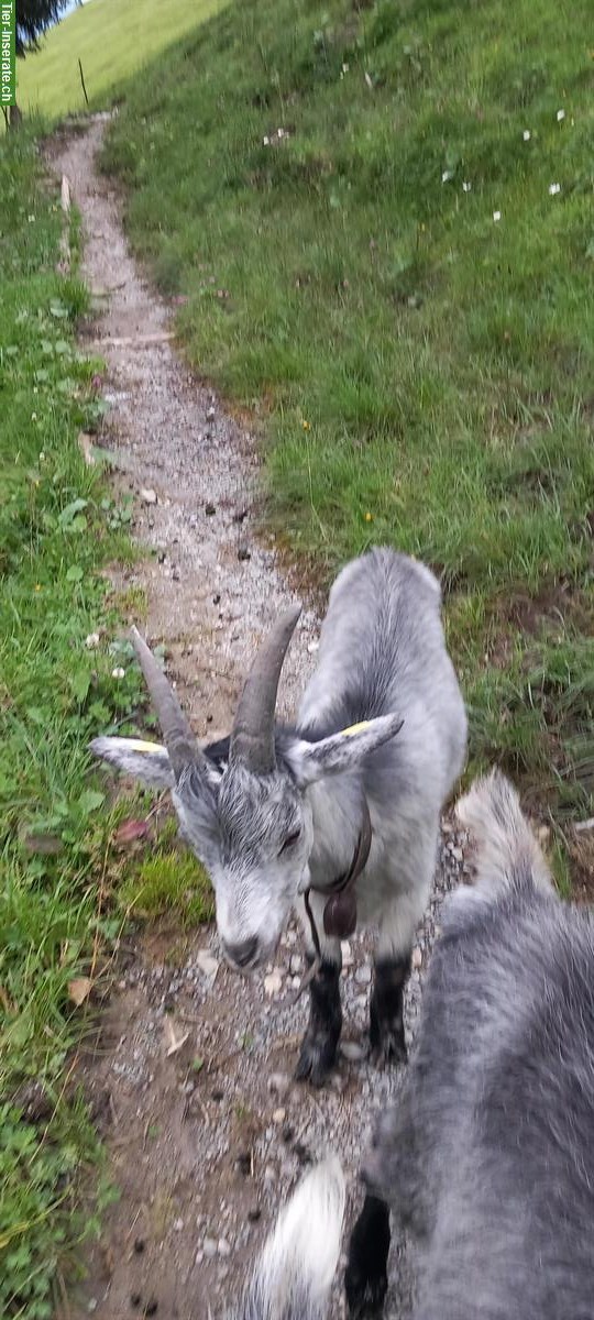 Bild 3: Capra Grigia Ziegenbock, nicht kastriert