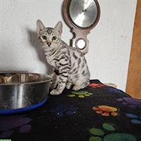 Bengal Kitten aus Hobbyzucht zu verkaufen