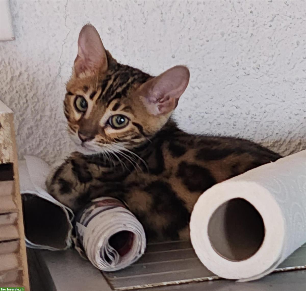 Bild 3: Bengal Kitten aus Hobbyzucht zu verkaufen