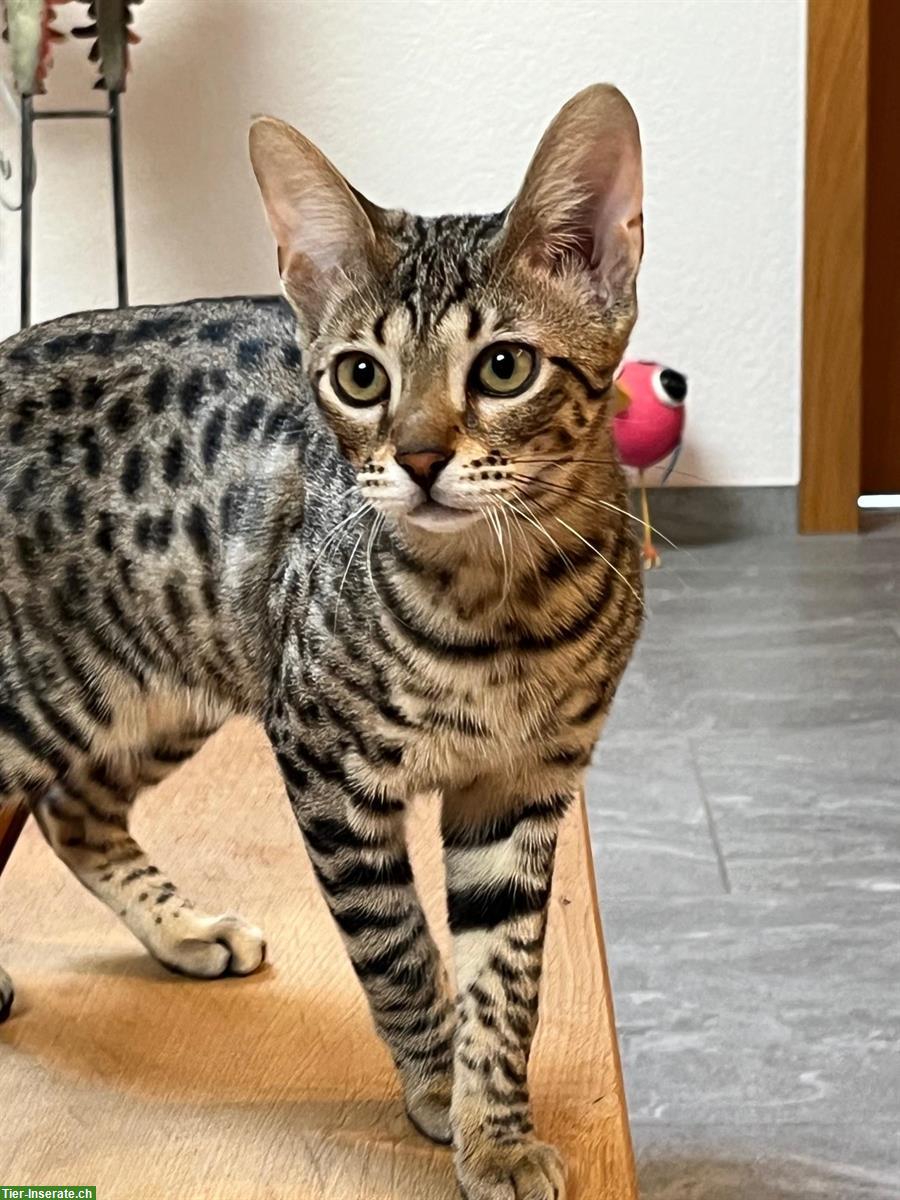 Savannah Kitten «Lily» von CHSavannahs