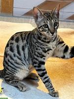 Savannah Kitten «Wally» von CHSavannahs