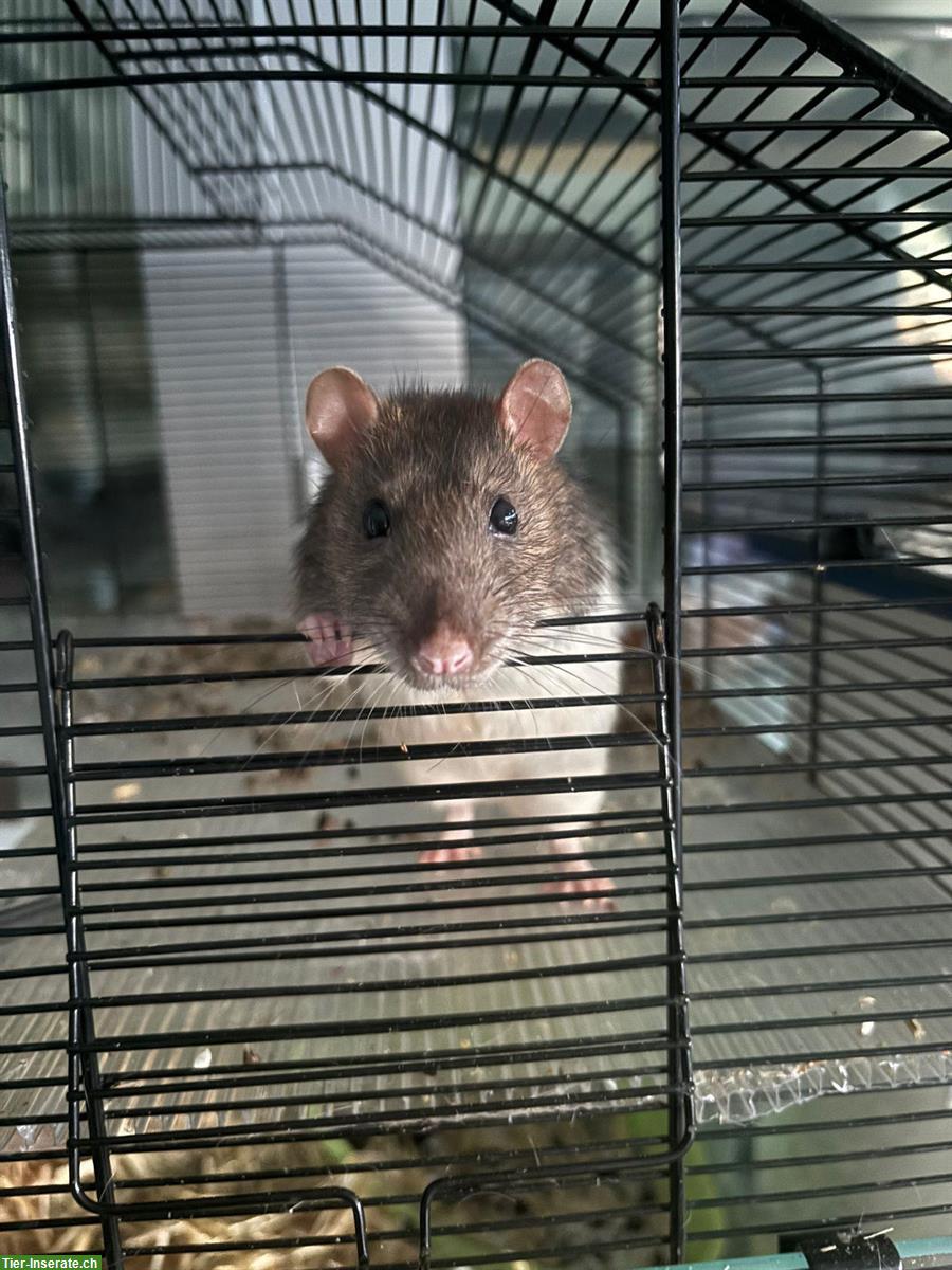 GRATIS: 2 Ratten Männchen suchen ein Zuhause