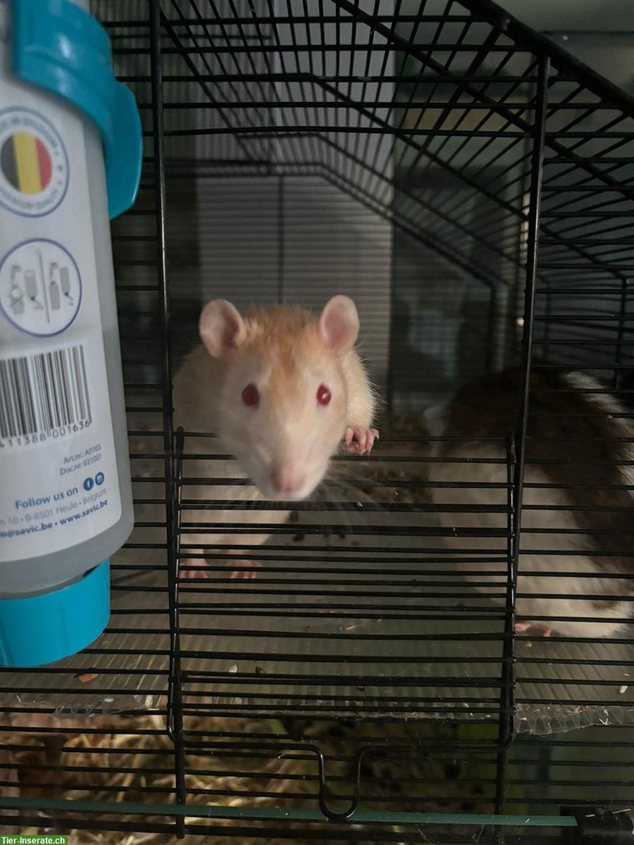 Bild 3: GRATIS: 2 Ratten Männchen suchen ein Zuhause