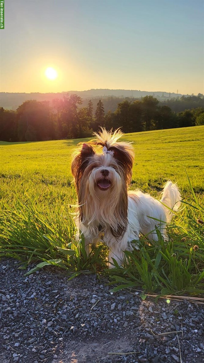 Bild 4: Biro Yorkshire Terrier Deckrüde, kein Verkauf!