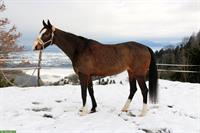 Warmblut Stute in liebevolle Hände ans Futter abzugeben