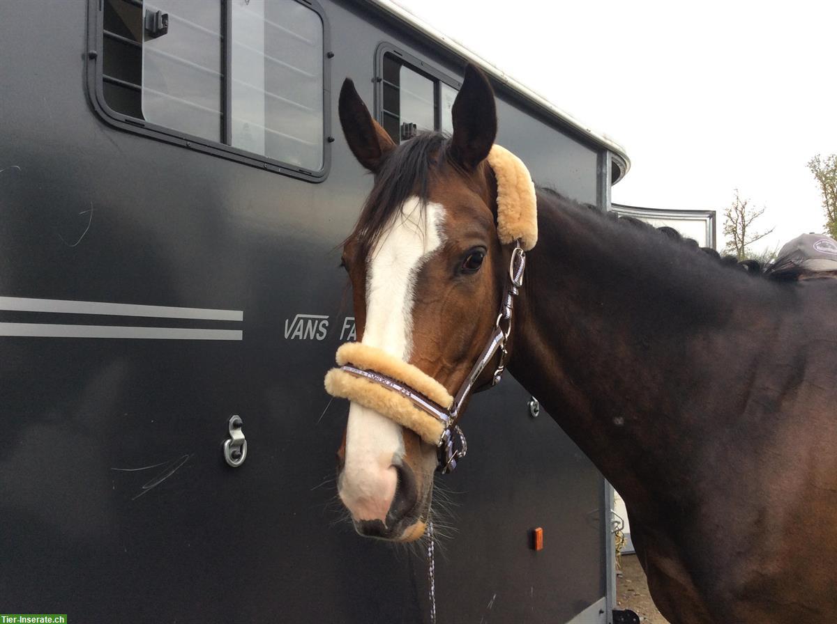 Bild 2: Warmblut Stute in liebevolle Hände ans Futter abzugeben