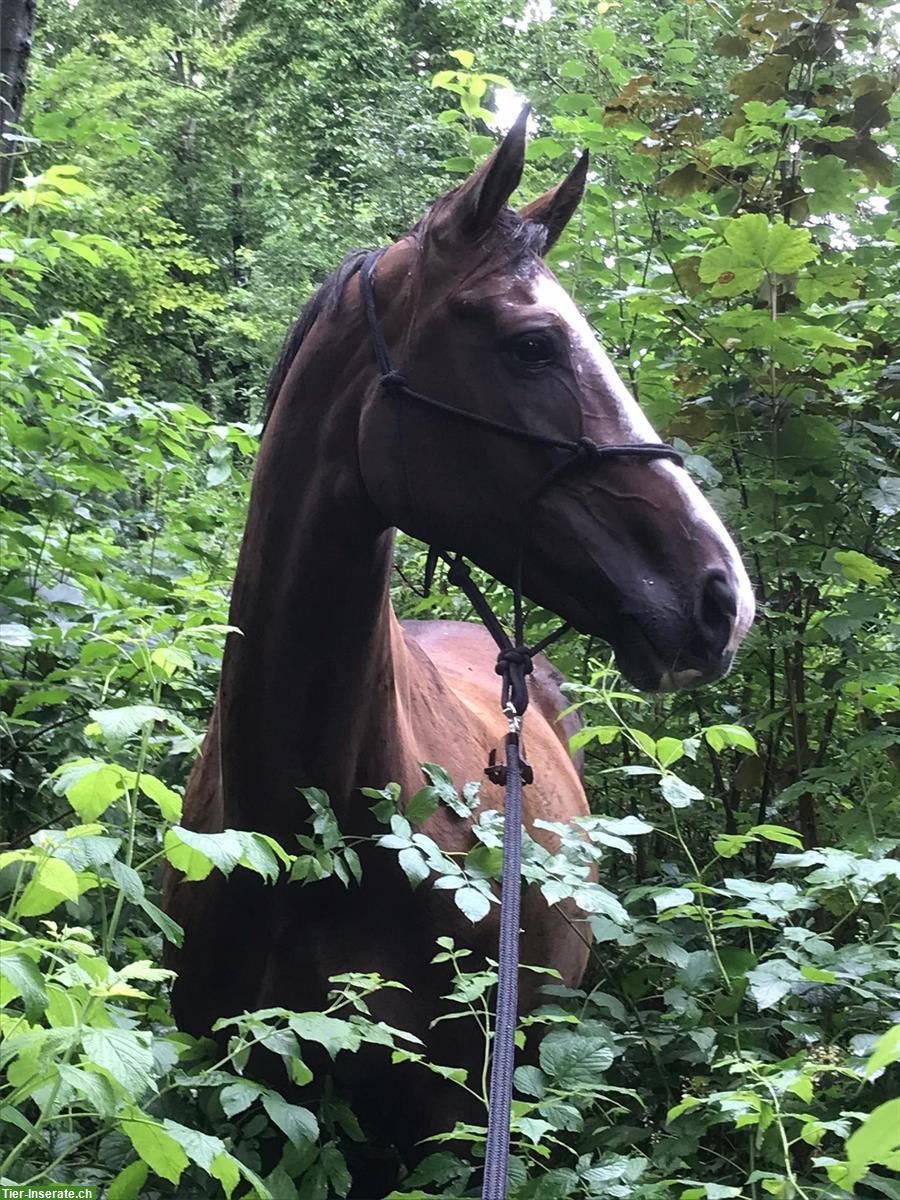 Bild 3: Warmblut Stute in liebevolle Hände ans Futter abzugeben