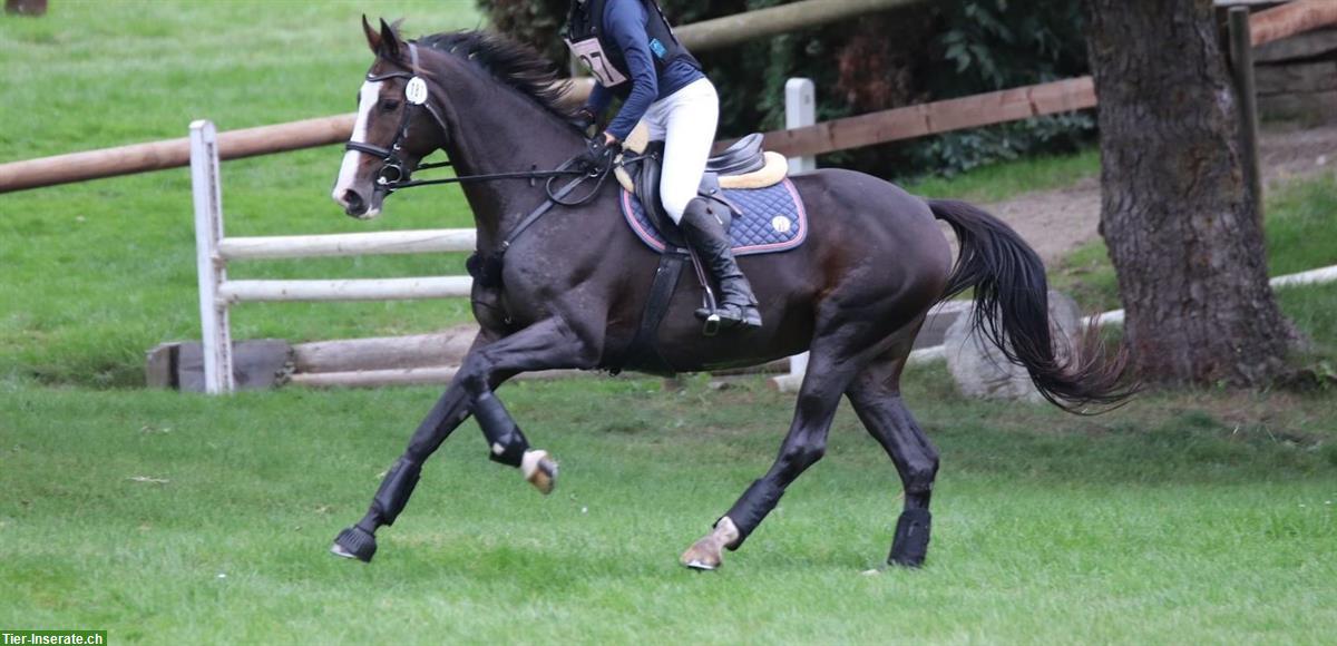 Bild 4: Warmblut Stute in liebevolle Hände ans Futter abzugeben