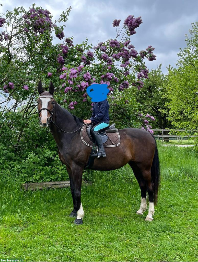 Bild 5: Warmblut Stute in liebevolle Hände ans Futter abzugeben