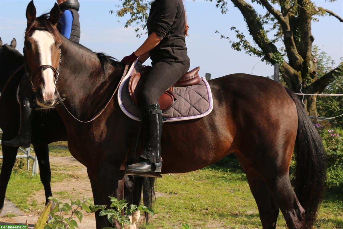 Bild 6: Warmblut Stute in liebevolle Hände ans Futter abzugeben