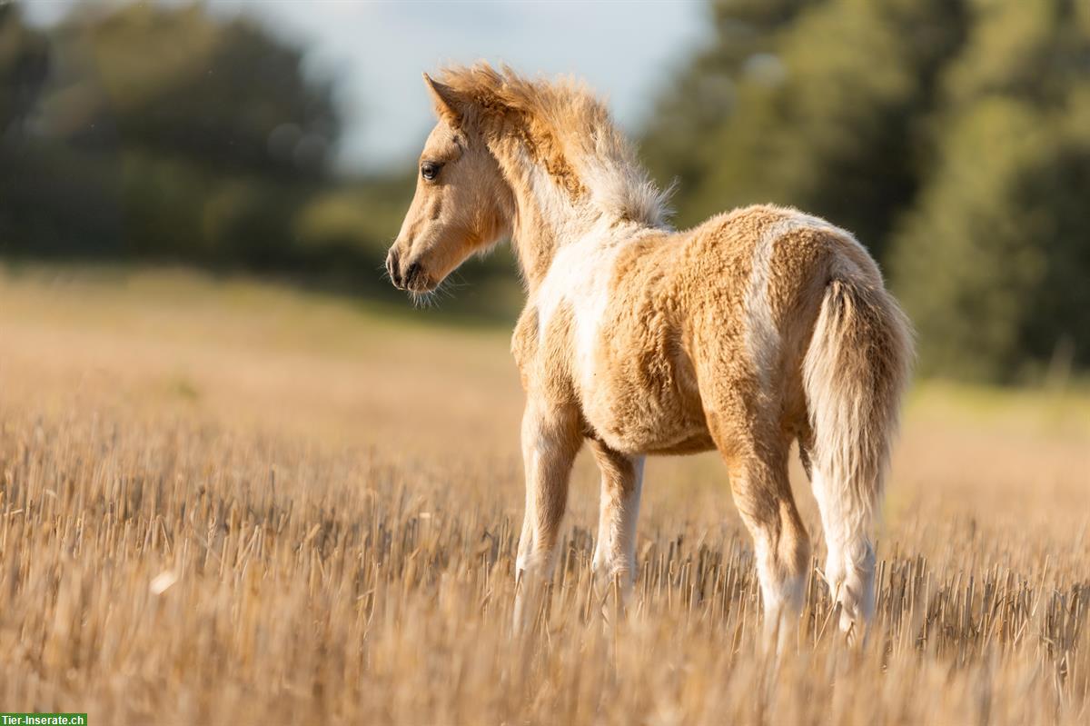 American Miniature Hengstfohlen in Palomino Pinto