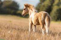 American Miniature Hengstfohlen in Palomino Pinto