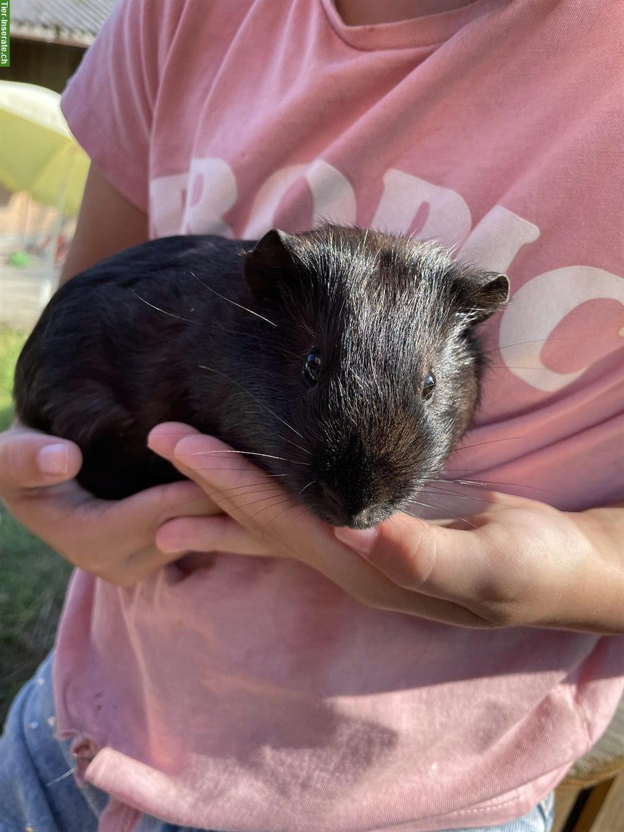 Bild 2: Junge Meerschweinchen suchen ein Zuhause