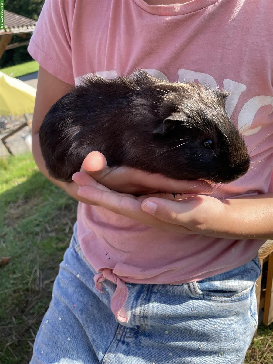 Bild 3: Junge Meerschweinchen suchen ein Zuhause