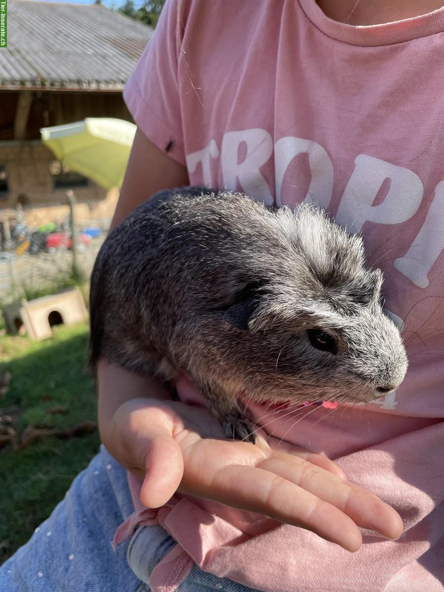 Bild 4: Junge Meerschweinchen suchen ein Zuhause