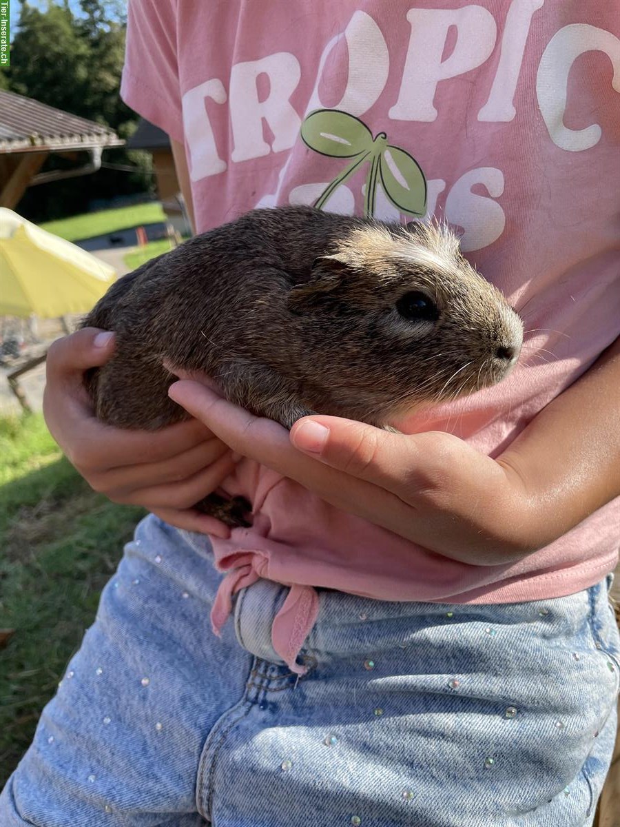 Bild 5: Junge Meerschweinchen suchen ein Zuhause