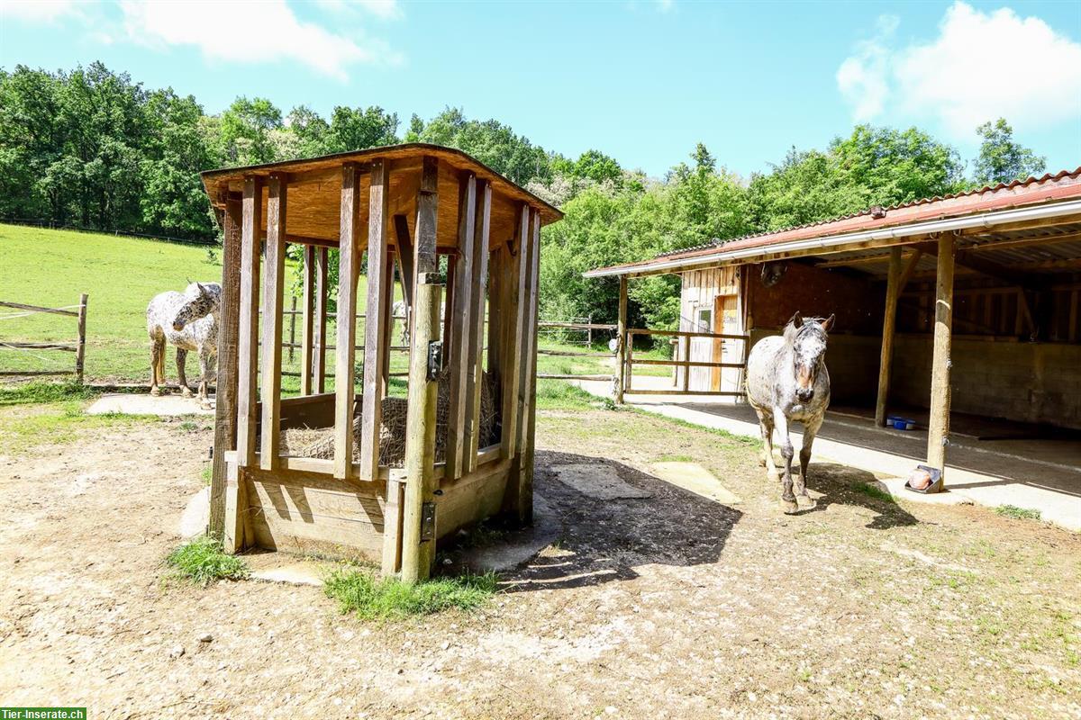 Bild 7: Pferdefarm für Elektrosensible - ein Paradies in SW-Frankreich