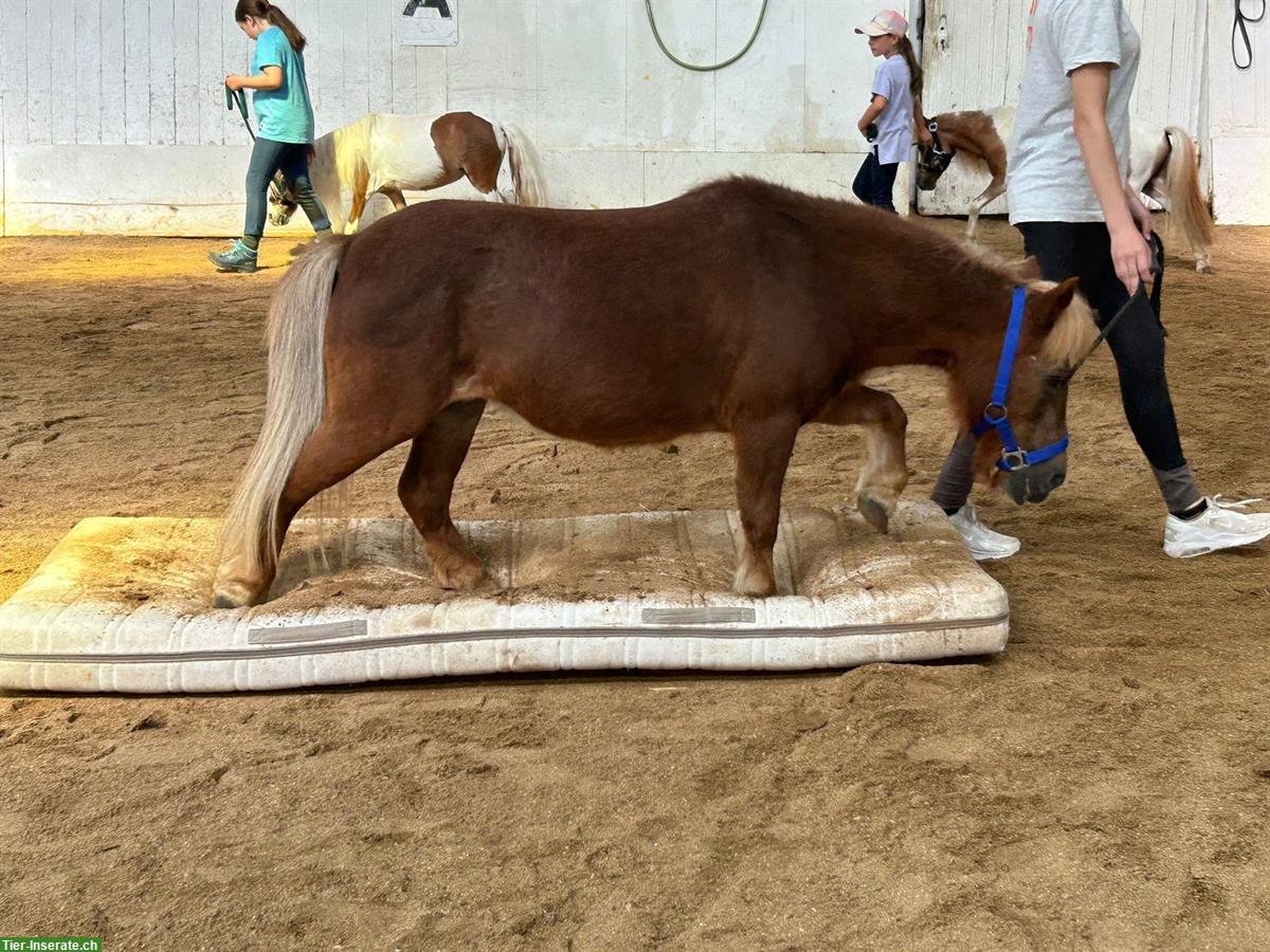 Bild 2: Tolle Shetty Stute zu verkaufen