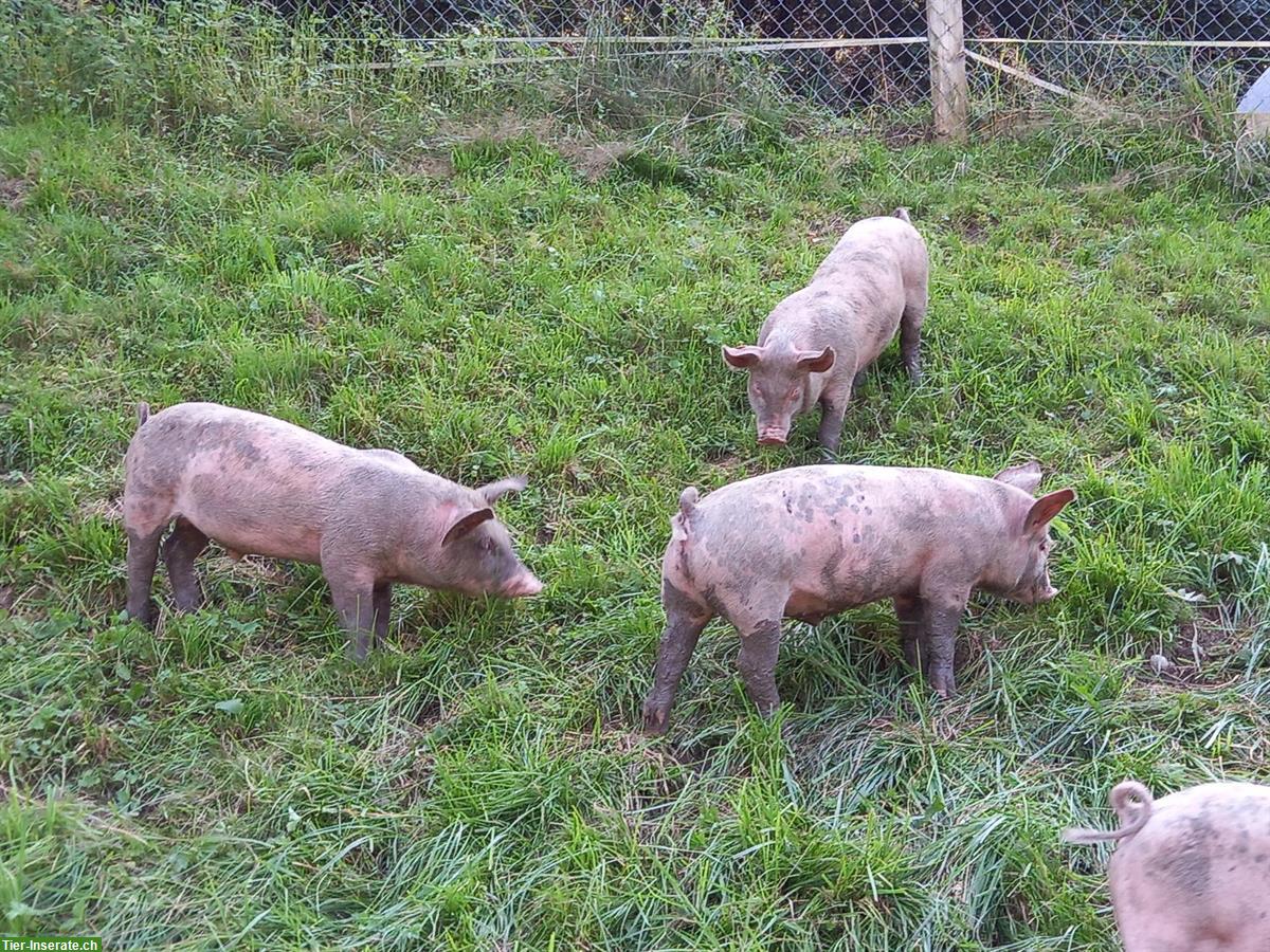 Mastjager Edelschwein x Duroc zu verkaufen