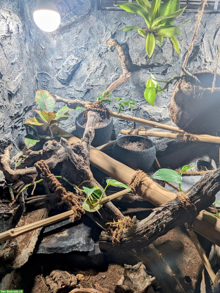 Bild 4: 2 Kornnattern mit Terrarium abzugeben