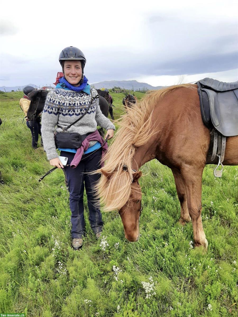 Suche Reitbeteiligung auf Isländer, nähe Zürich