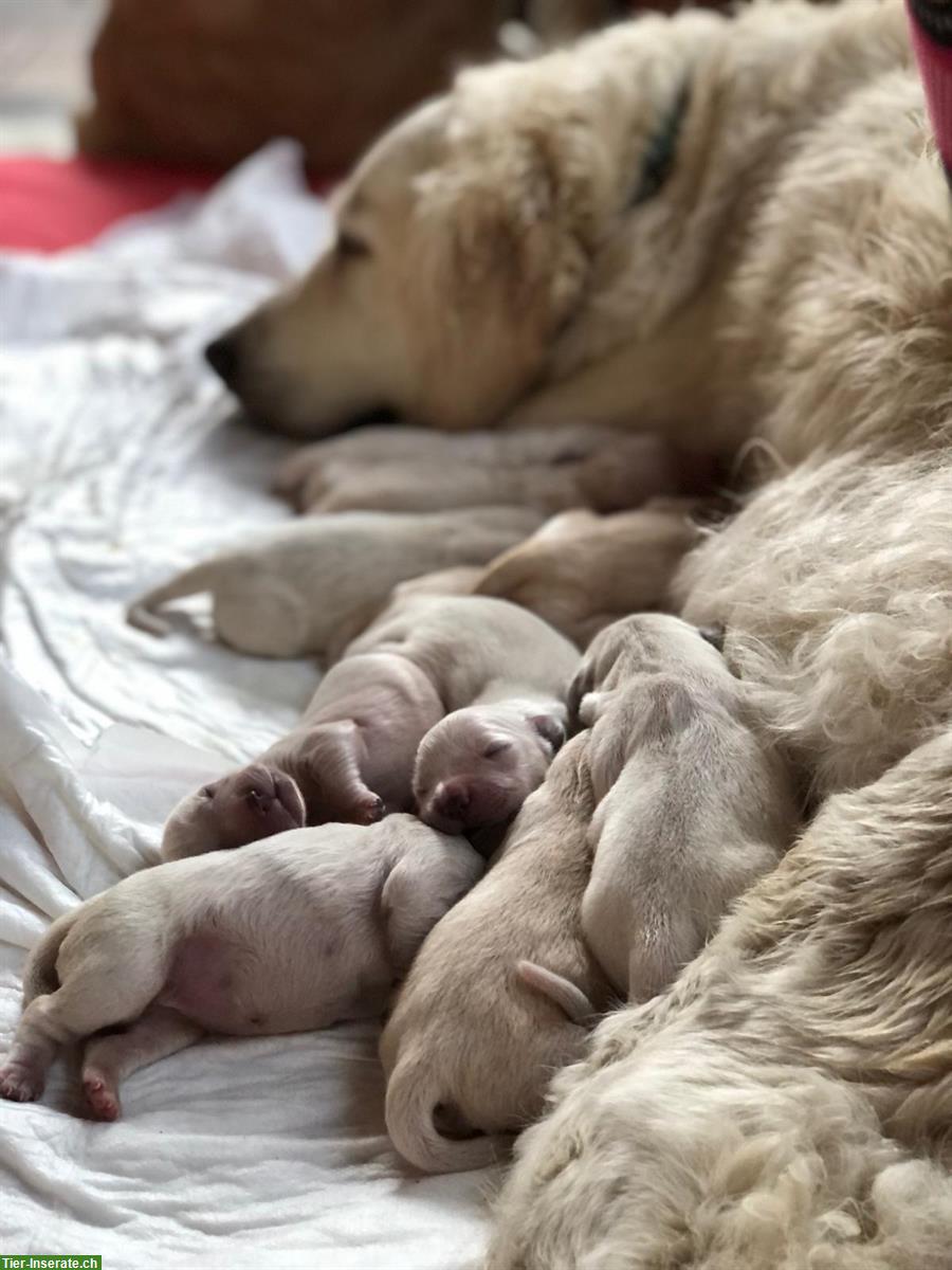 Bild 2: Golden Retriever Welpe mit Behinderung