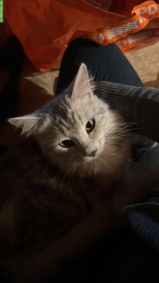 Bild 3: Maine Coon Mix Kater zu verkaufen