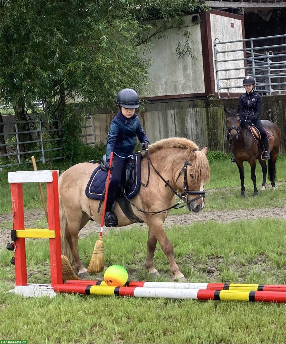 Shetlandpony Wallach in fuchsfalb zu verkaufen