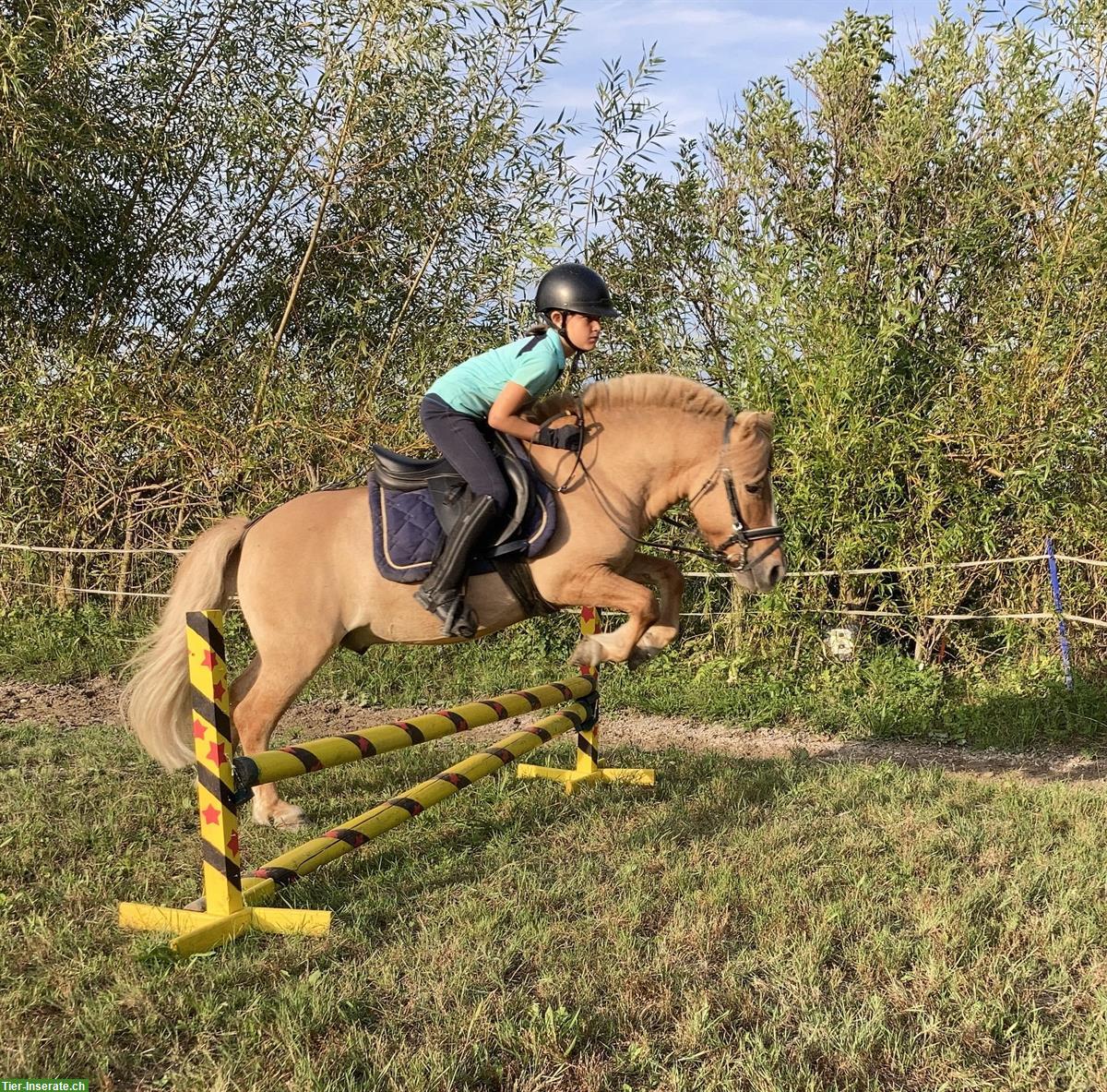 Bild 2: Shetlandpony Wallach in fuchsfalb zu verkaufen