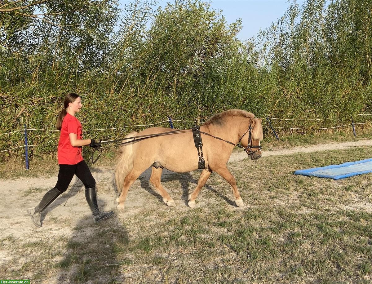 Bild 3: Shetlandpony Wallach in fuchsfalb zu verkaufen