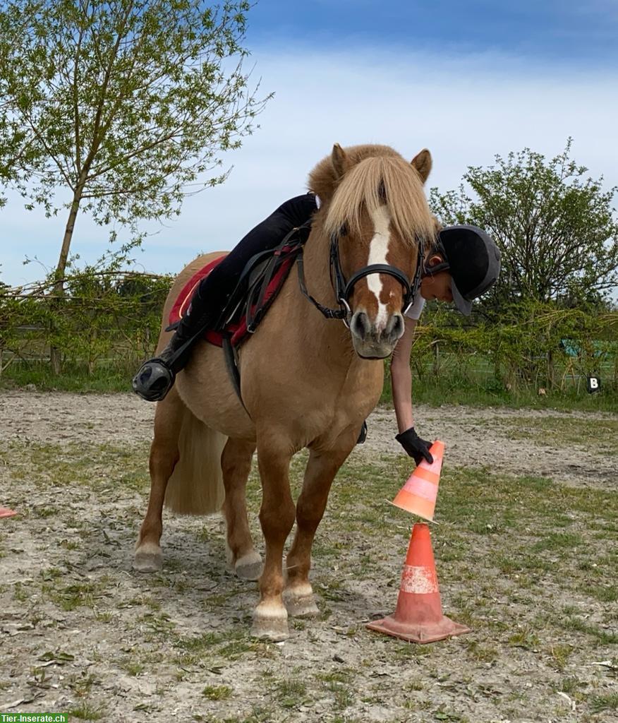 Bild 4: Shetlandpony Wallach in fuchsfalb zu verkaufen