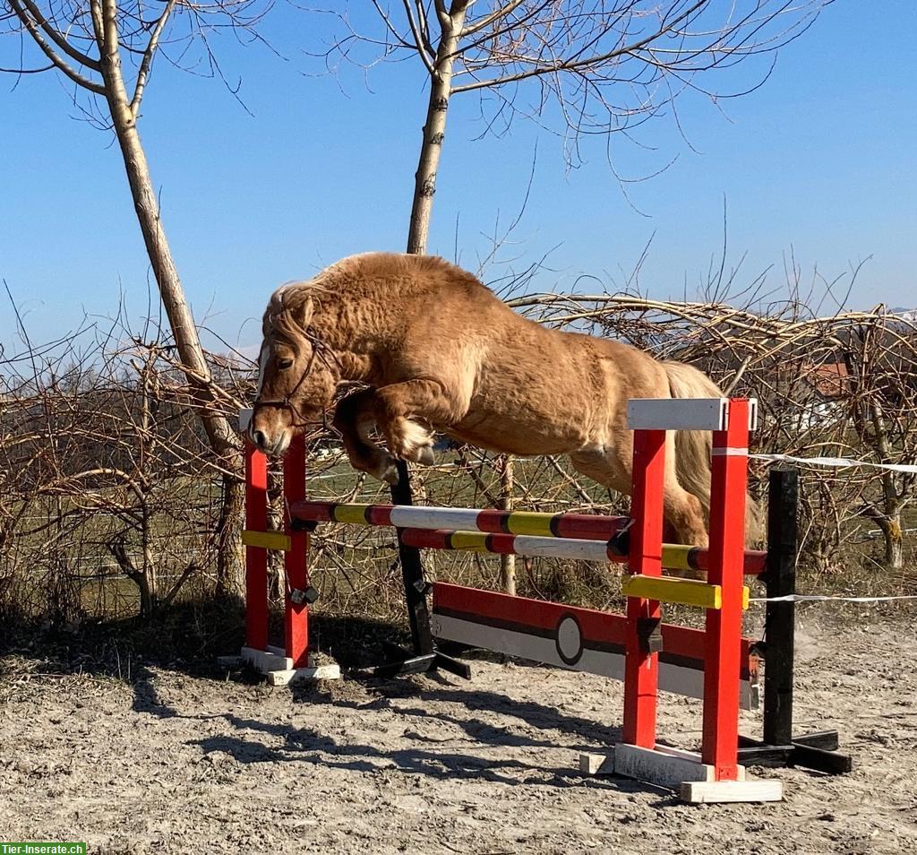 Bild 5: Shetlandpony Wallach in fuchsfalb zu verkaufen