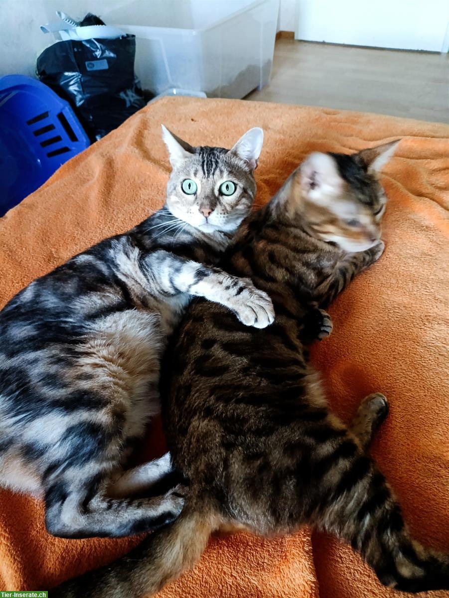 Bengal Katzen Loki & Ronya suchen Traumzuhause