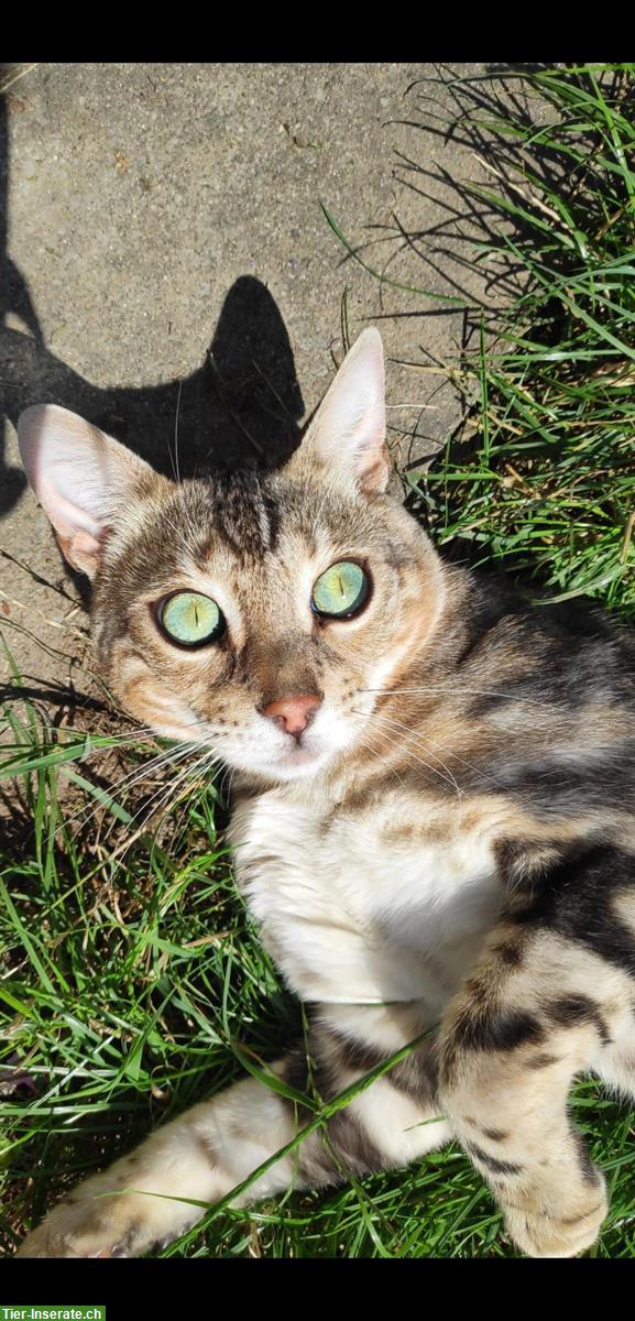 Bild 2: Bengal Katzen Loki & Ronya suchen Traumzuhause