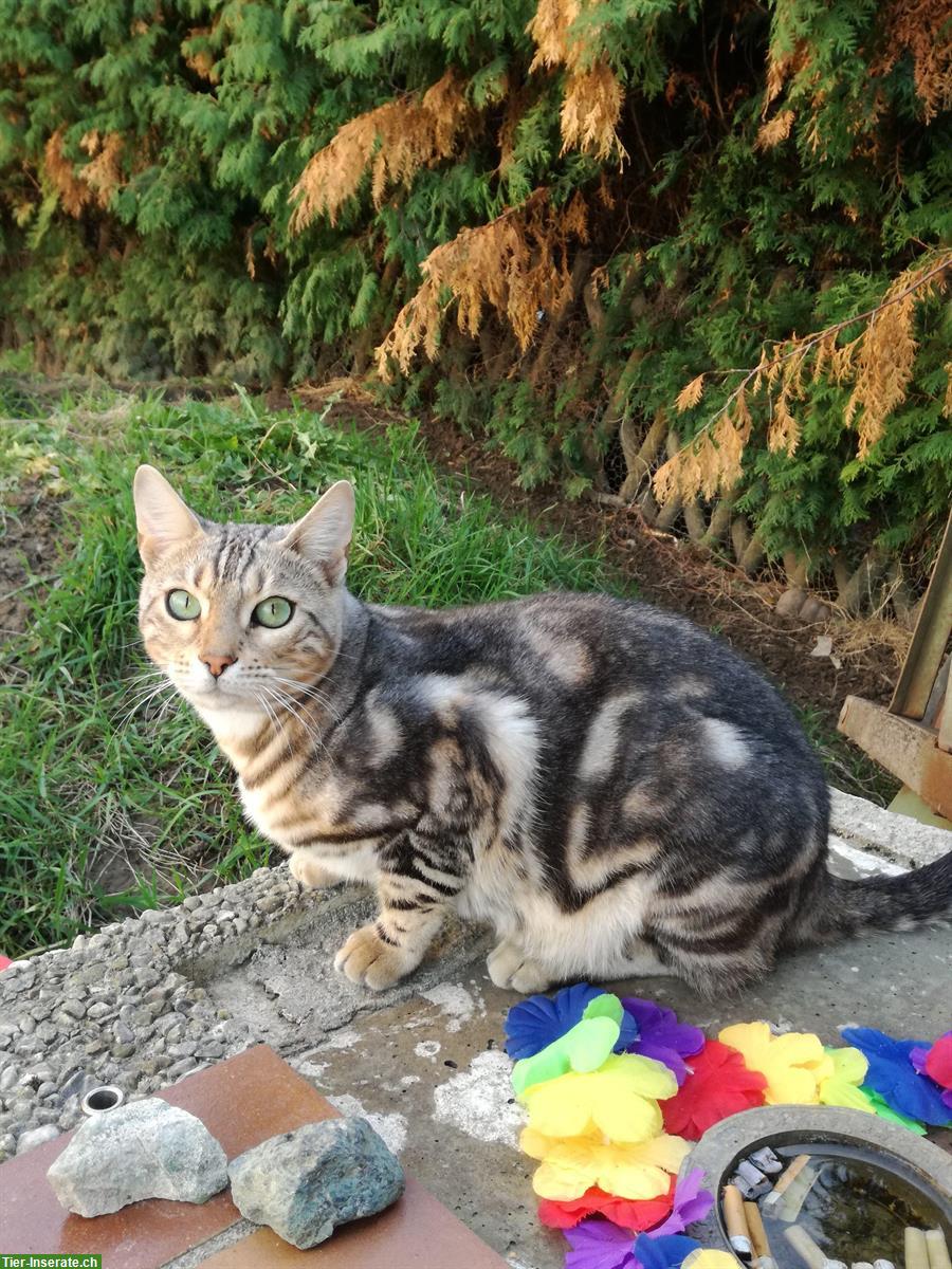 Bild 4: Bengal Katzen Loki & Ronya suchen Traumzuhause