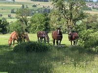 Bieten Aufzuchtsplatz in gemischtaltriger Herde in Bünzen AG