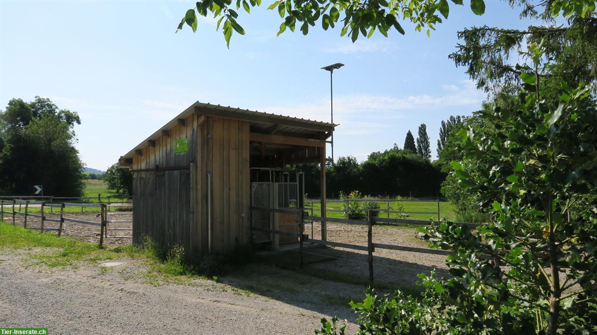 Freie Pensionsplätze im Aktivstall, Schönholzerswilen TG